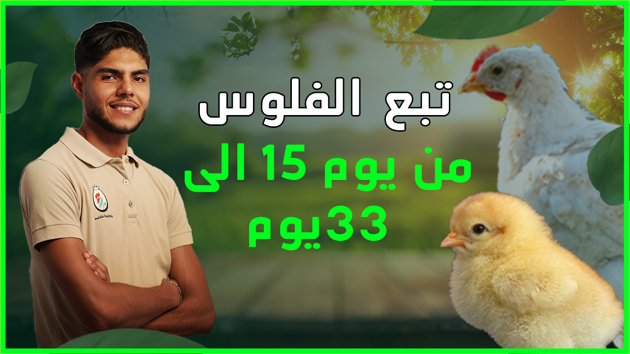 تربية الفلوس من نهار التفقيس حتى عمر33 يوم القسم الأول